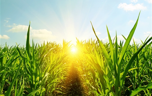 化肥，工業革命成果，現代農業支撐